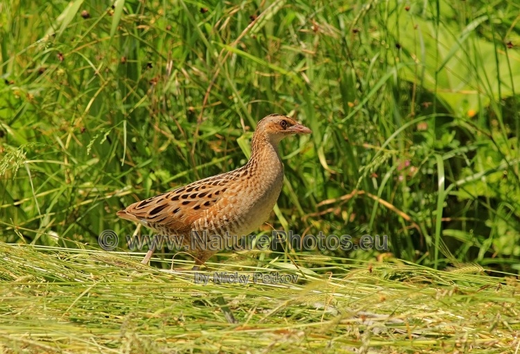 WildLife Photos of Birds, Rails & Crakes, Corncrake, Crex crex